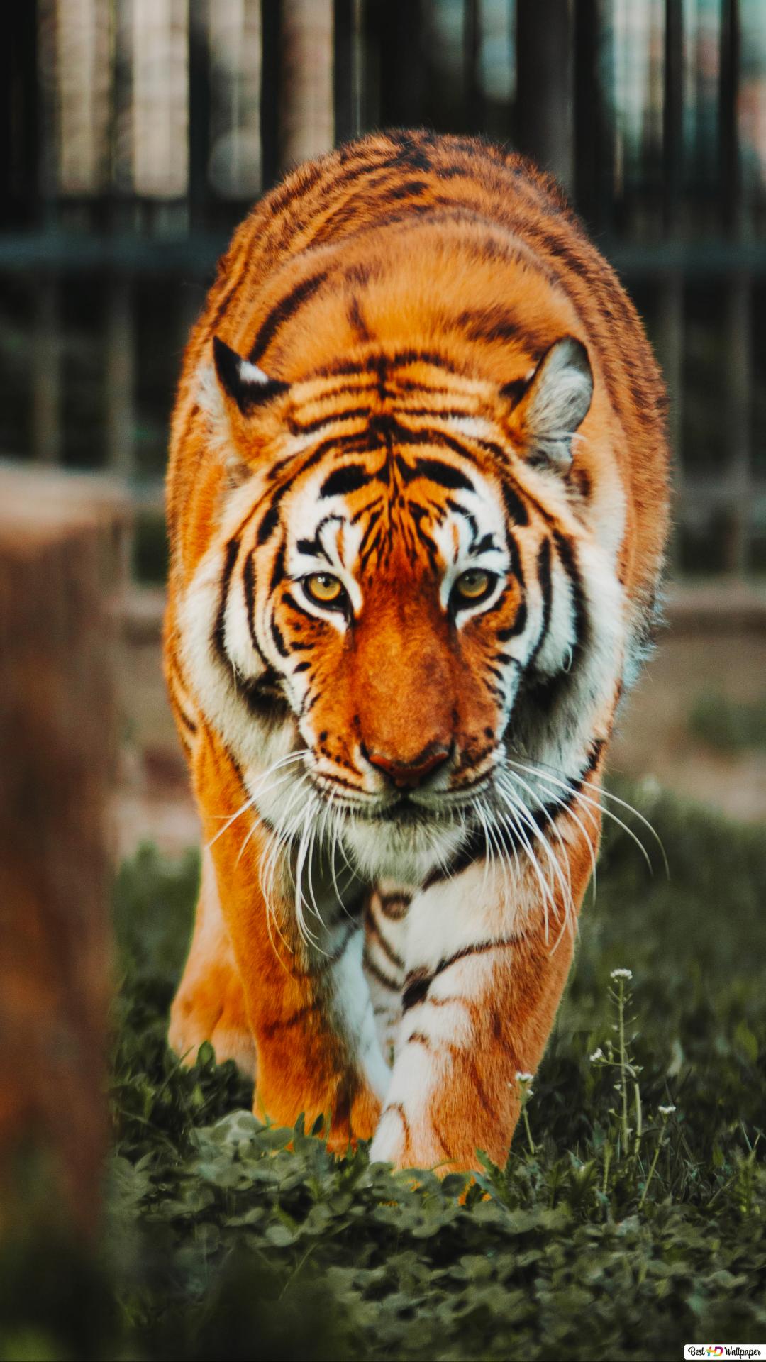 Detail Wallpaper Kepala Harimau Nomer 15