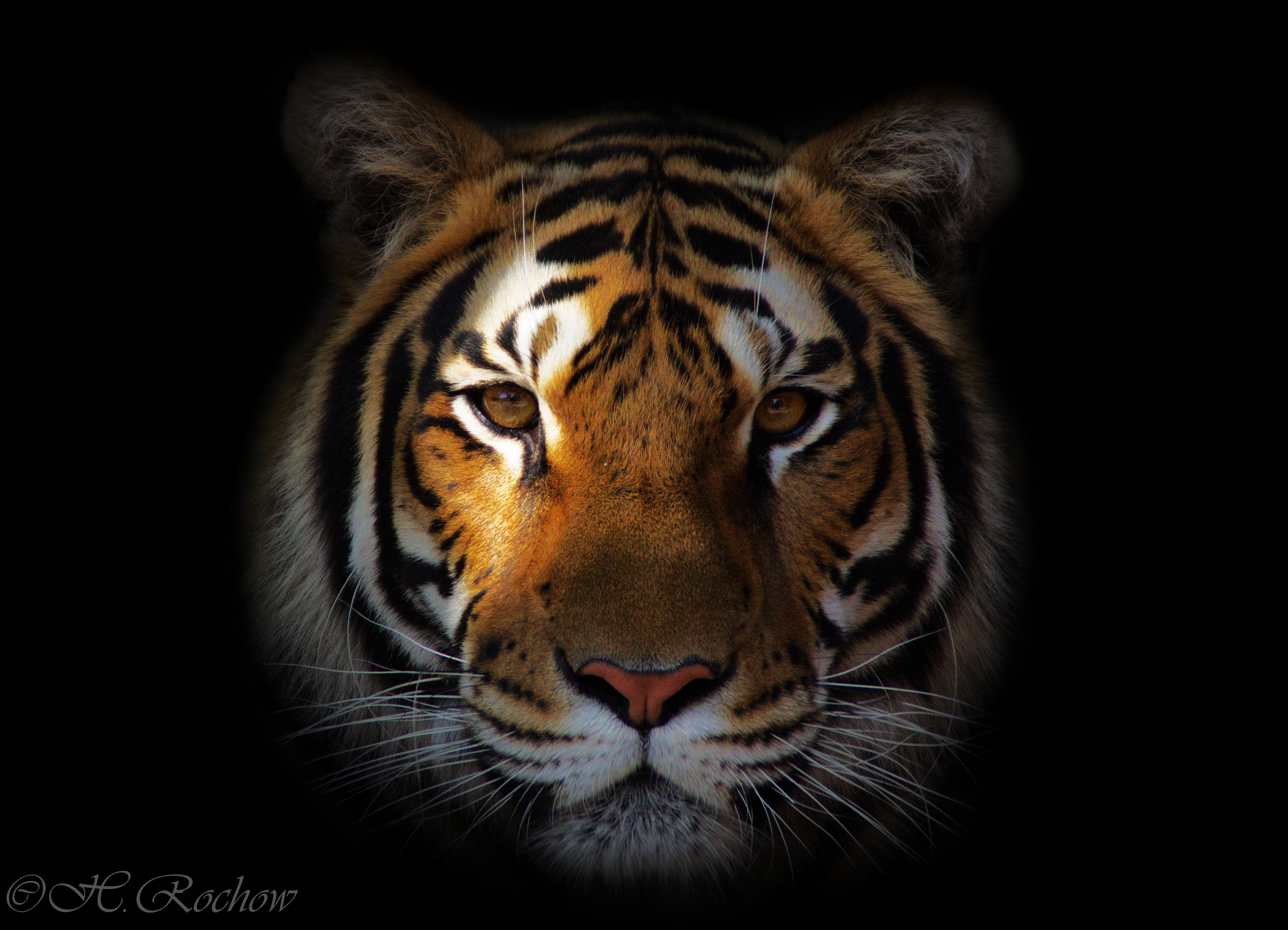 Detail Wallpaper Kepala Harimau Nomer 5