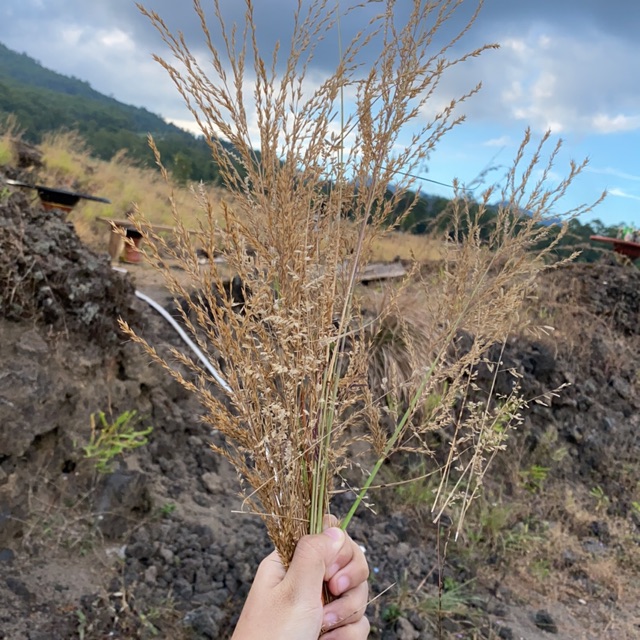 Detail Rumput Aesthetic Nomer 4