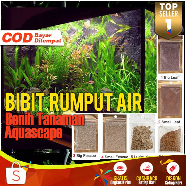 Detail Rumput Air Tawar Nomer 40