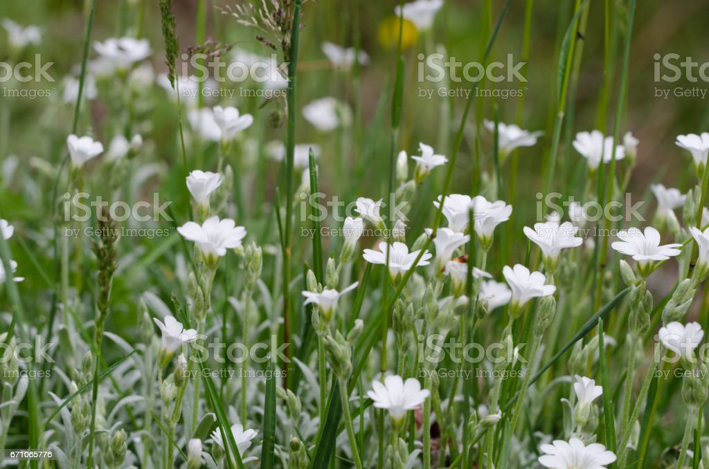 Detail Rumput Bunga Putih Nomer 2