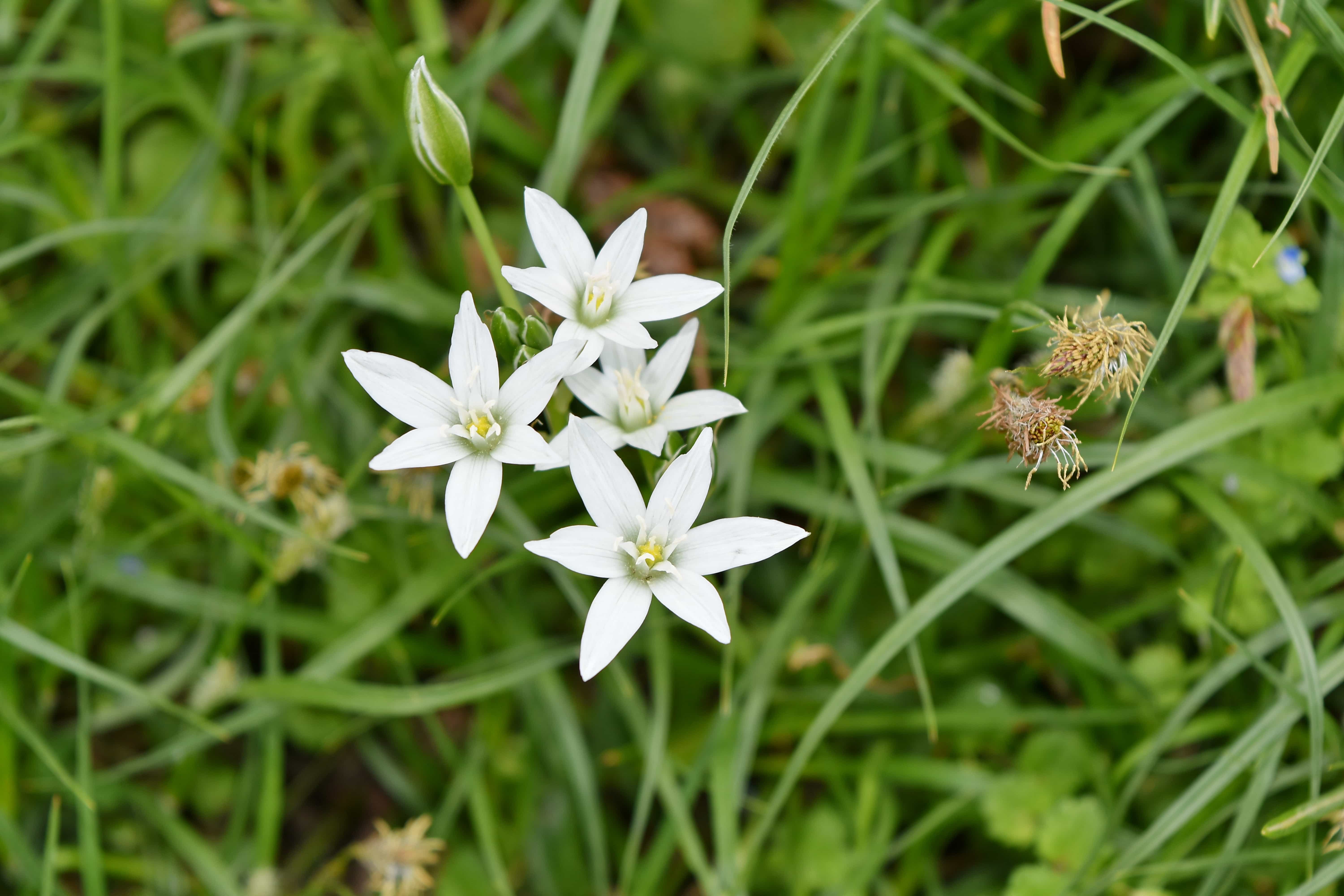 Detail Rumput Bunga Putih Nomer 15