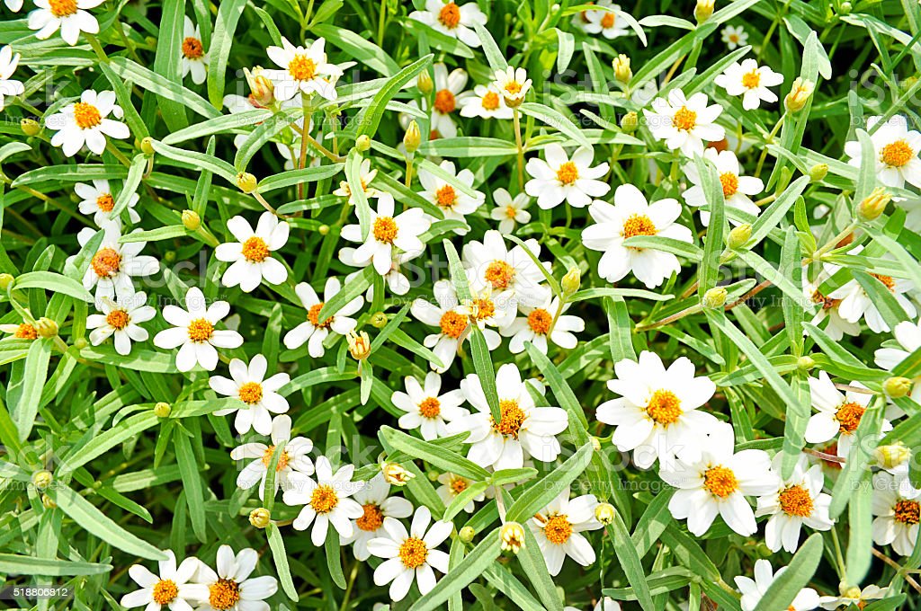 Detail Rumput Bunga Putih Nomer 4