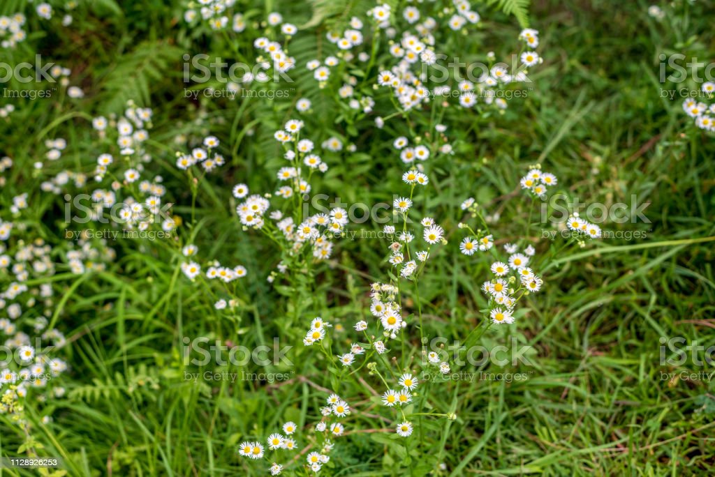 Detail Rumput Bunga Putih Nomer 44