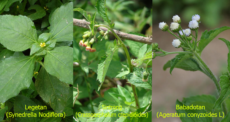 Detail Rumput Makanan Kelinci Nomer 19