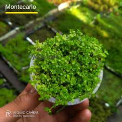 Detail Rumput Monte Carlo Nomer 44