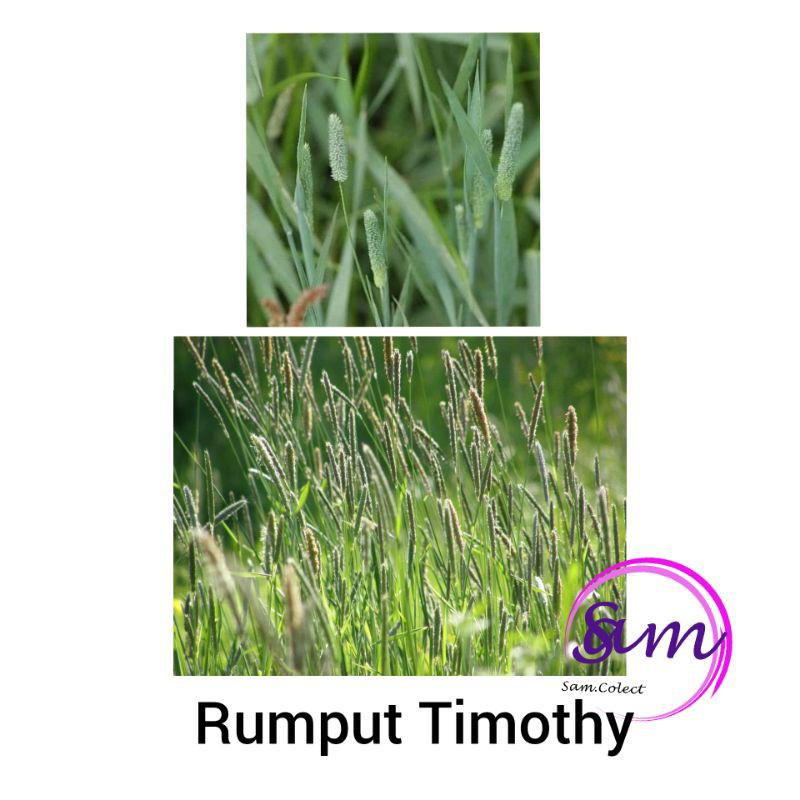 Detail Rumput Timothy Di Indonesia Nomer 20