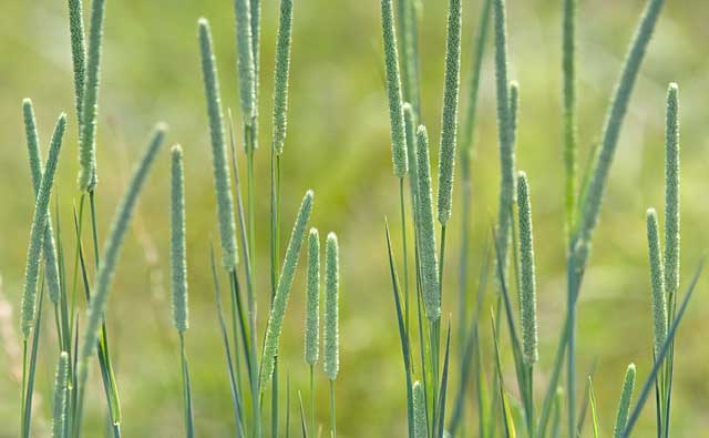 Detail Rumput Timothy Di Indonesia Nomer 6