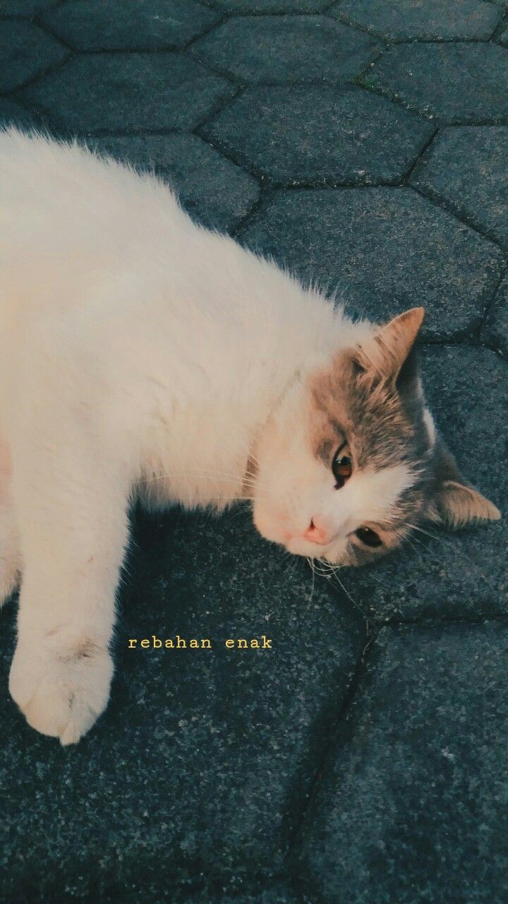 Download Wallpaper Kucing Aesthetic Nomer 22