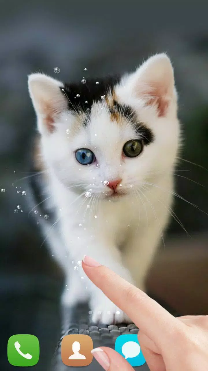 Wallpaper Kucing Bergerak Android - KibrisPDR