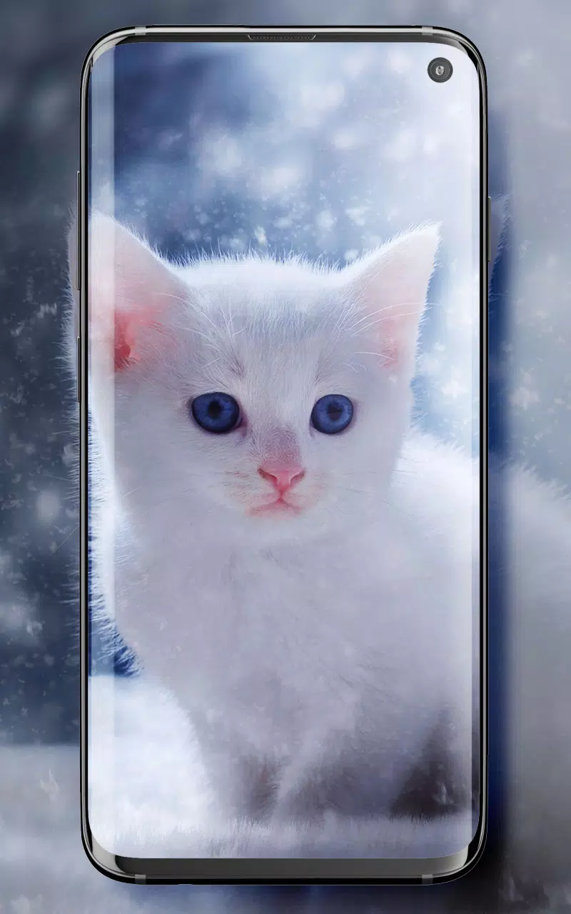Detail Wallpaper Kucing Bergerak Android Nomer 2