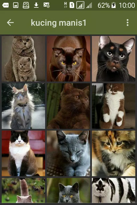 Detail Wallpaper Kucing Cantik Nomer 11