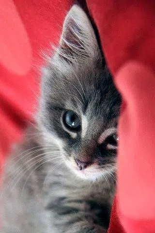 Detail Wallpaper Kucing Gemes Nomer 50