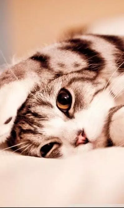 Detail Wallpaper Kucing Hd For Android Nomer 13