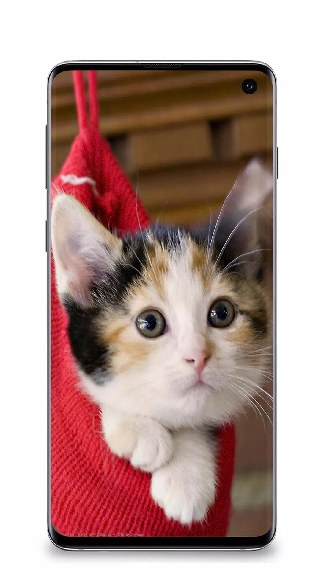 Detail Wallpaper Kucing Hd For Android Nomer 33