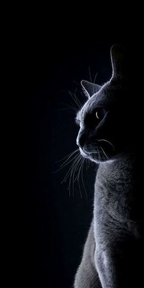 Detail Wallpaper Kucing Hd For Android Nomer 39