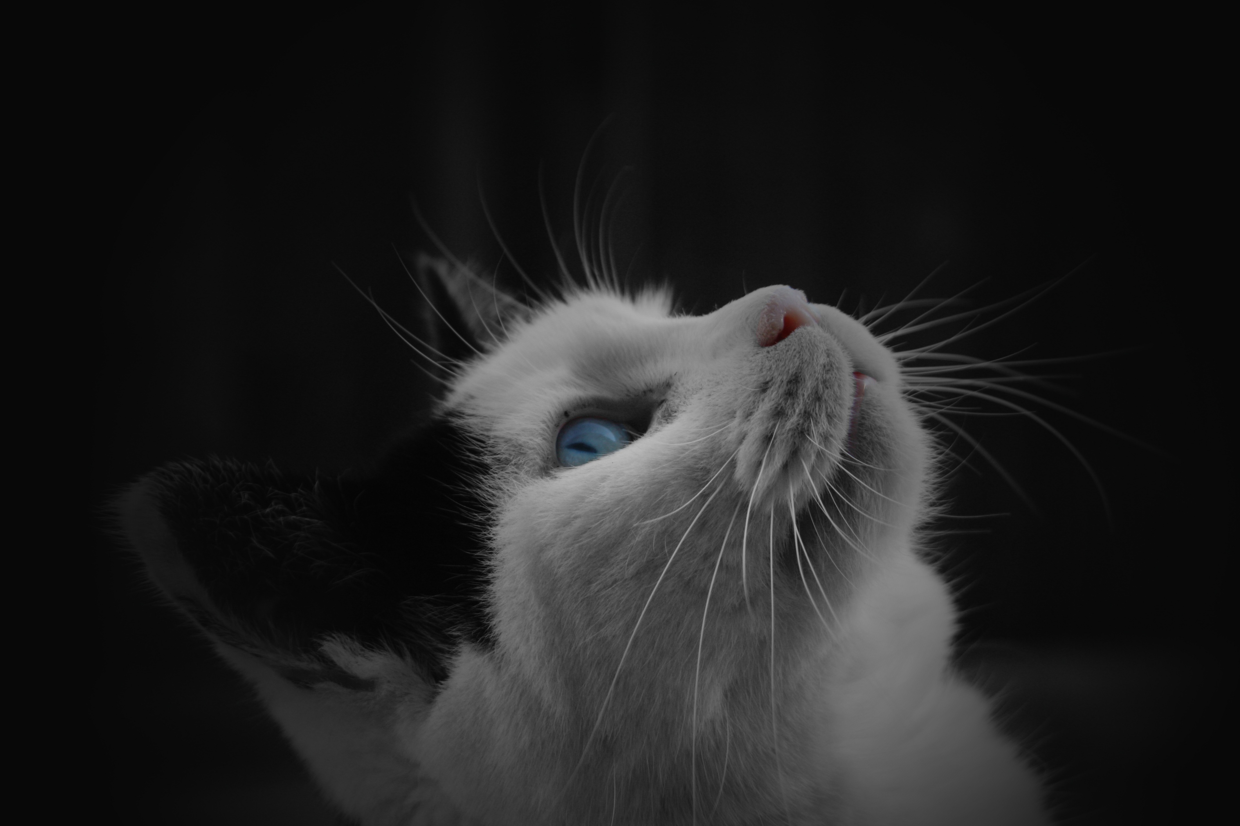 Wallpaper Kucing Hitam Putih - 57+ Koleksi Gambar