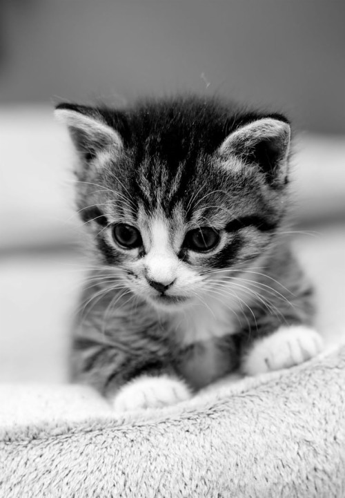 Wallpaper Kucing Hitam Putih - 57+ Koleksi Gambar