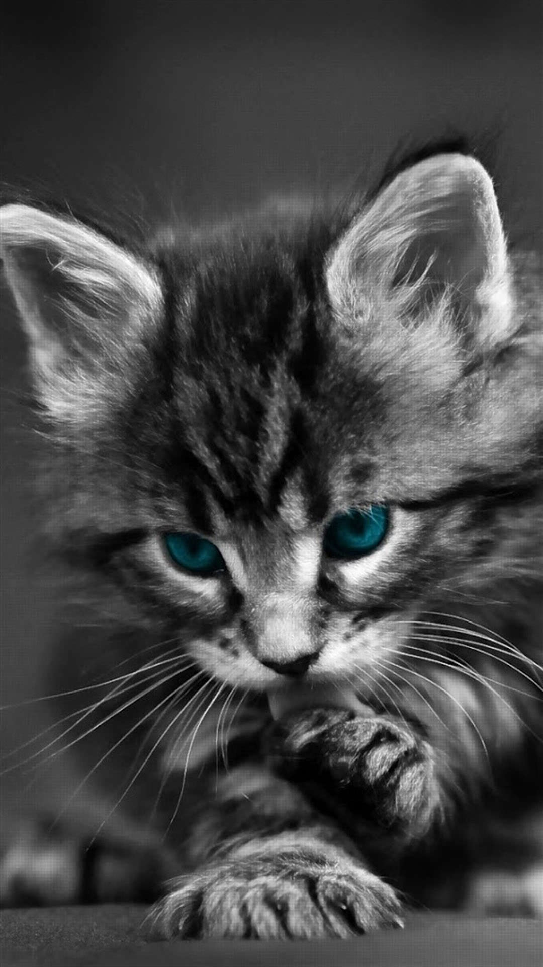 Detail Wallpaper Kucing Hitam Putih Koleksi Nomer 8