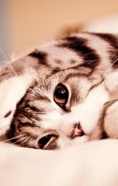 Detail Wallpaper Kucing Imut Hd Nomer 14