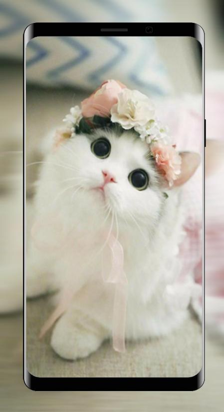 Detail Wallpaper Kucing Imut Hd Nomer 9