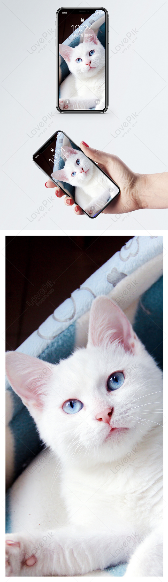 Detail Wallpaper Kucing Putih Lucu Nomer 53