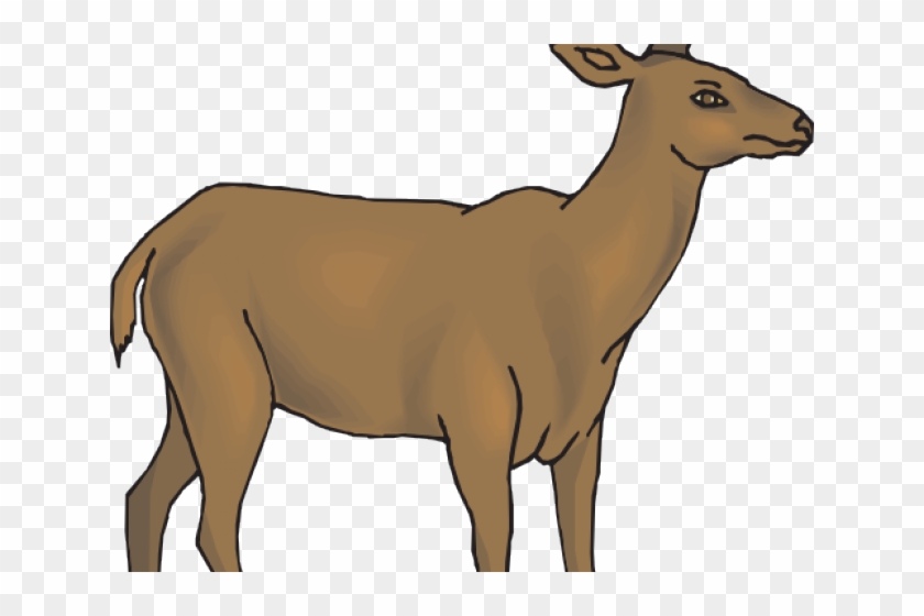 Detail Rusa Hd Nomer 32