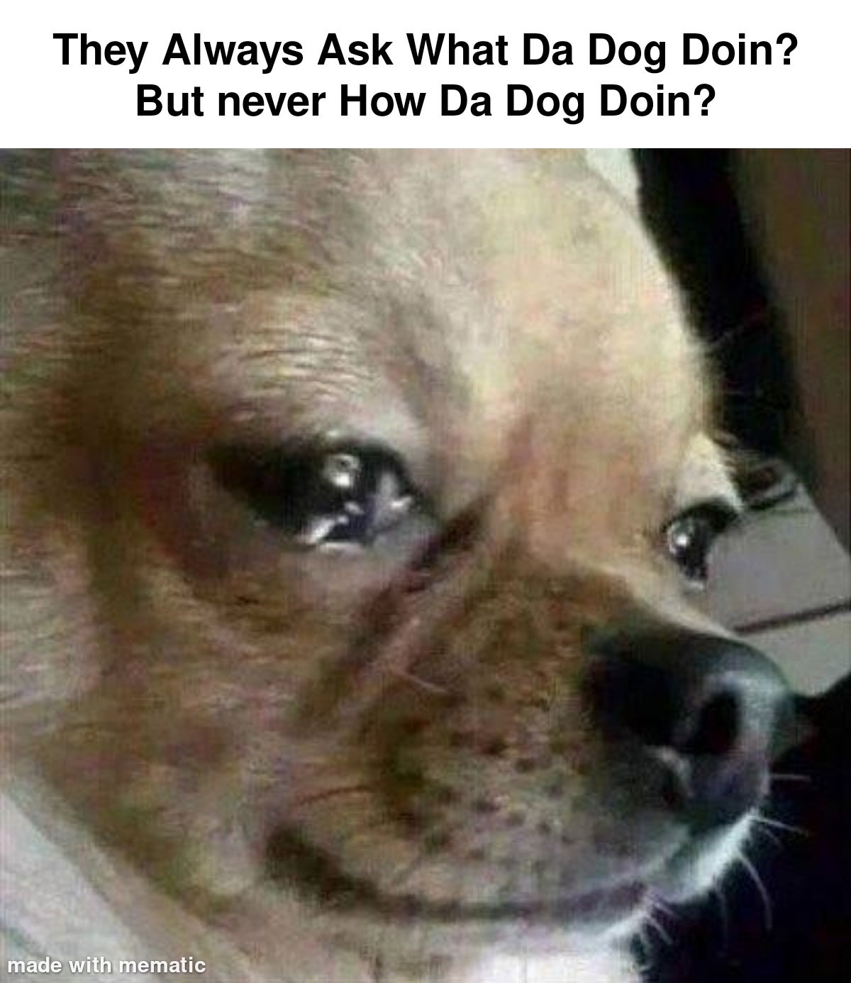 Detail Sad Dog Meme Nomer 5