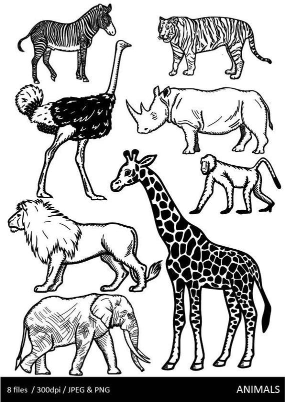 Detail Safari Clipart Black And White Nomer 11