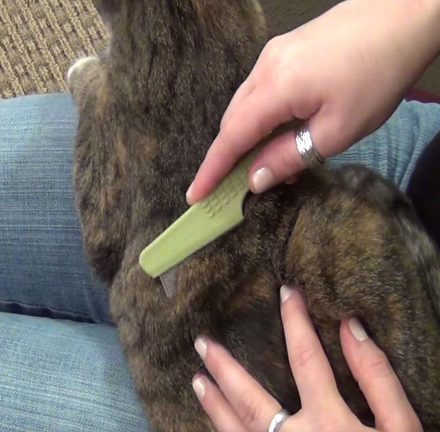 Detail Safari Flea Comb For Cats Nomer 48
