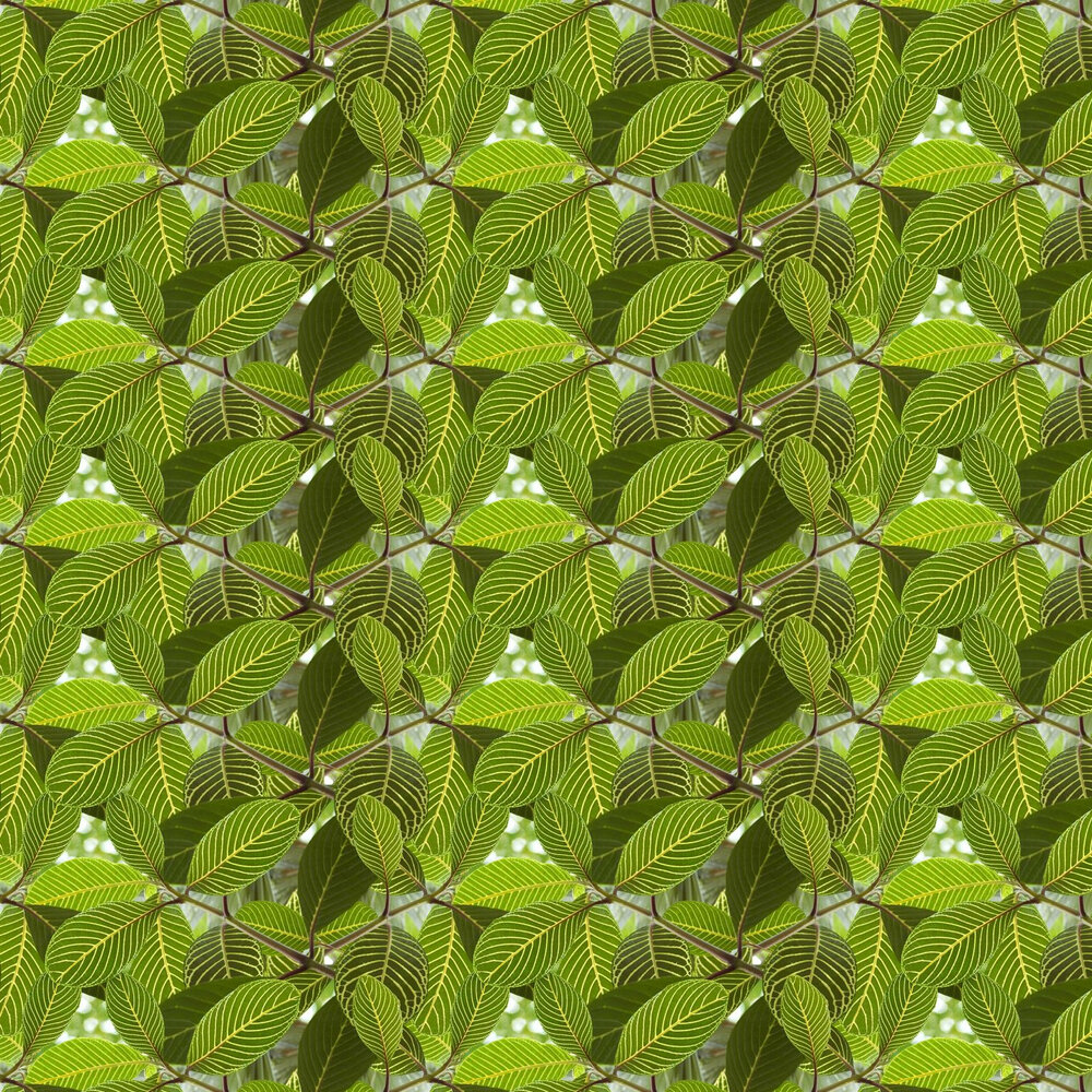 Detail Safari Leaf Wallpaper Nomer 42