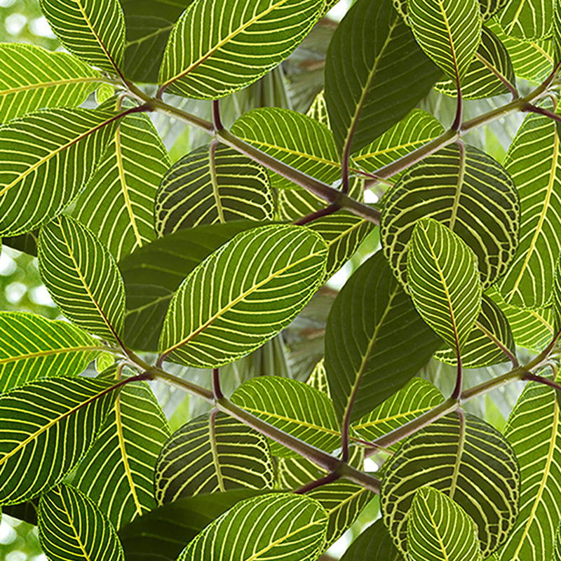 Detail Safari Leaves Wallpaper Nomer 24