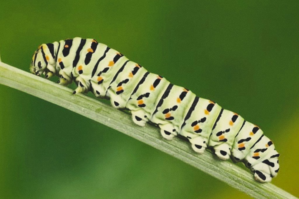 Detail Safer Caterpillar Killer Cannabis Nomer 11