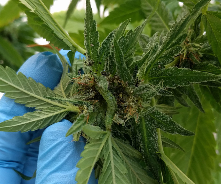 Detail Safer Caterpillar Killer Cannabis Nomer 27