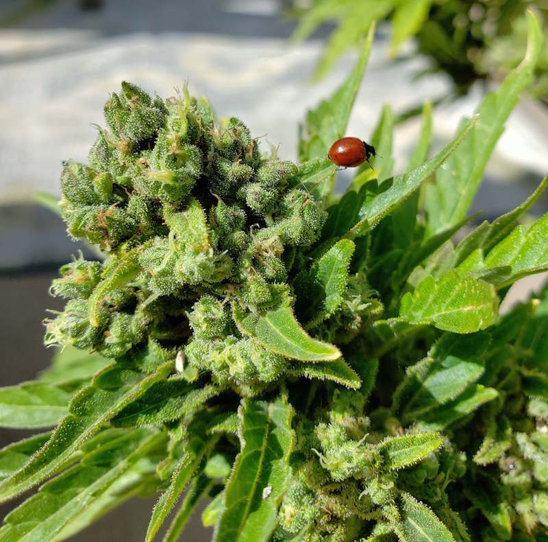 Detail Safer Caterpillar Killer Cannabis Nomer 32