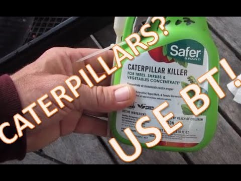 Detail Safer Caterpillar Killer Cannabis Nomer 35