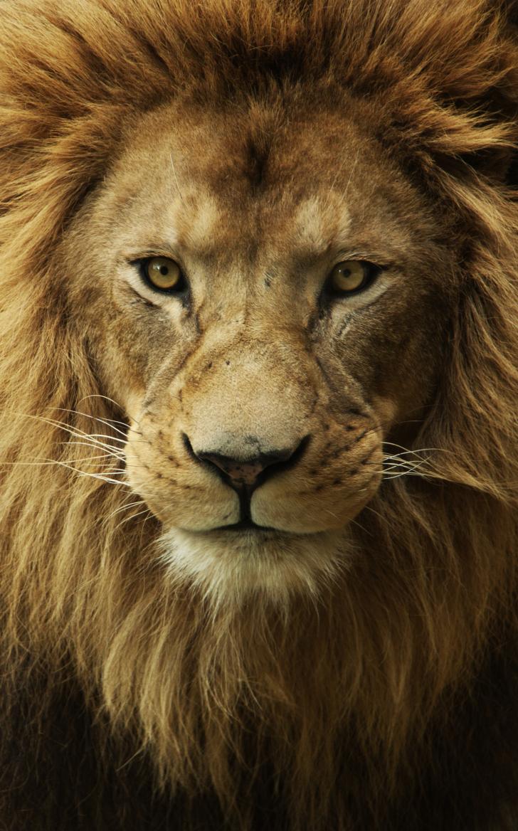 Detail Wallpaper Lion Hd Nomer 54