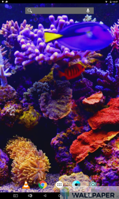 Detail Wallpaper Live Aquarium Nomer 48