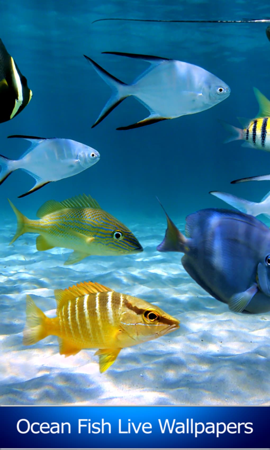 Detail Wallpaper Live Fish Nomer 23