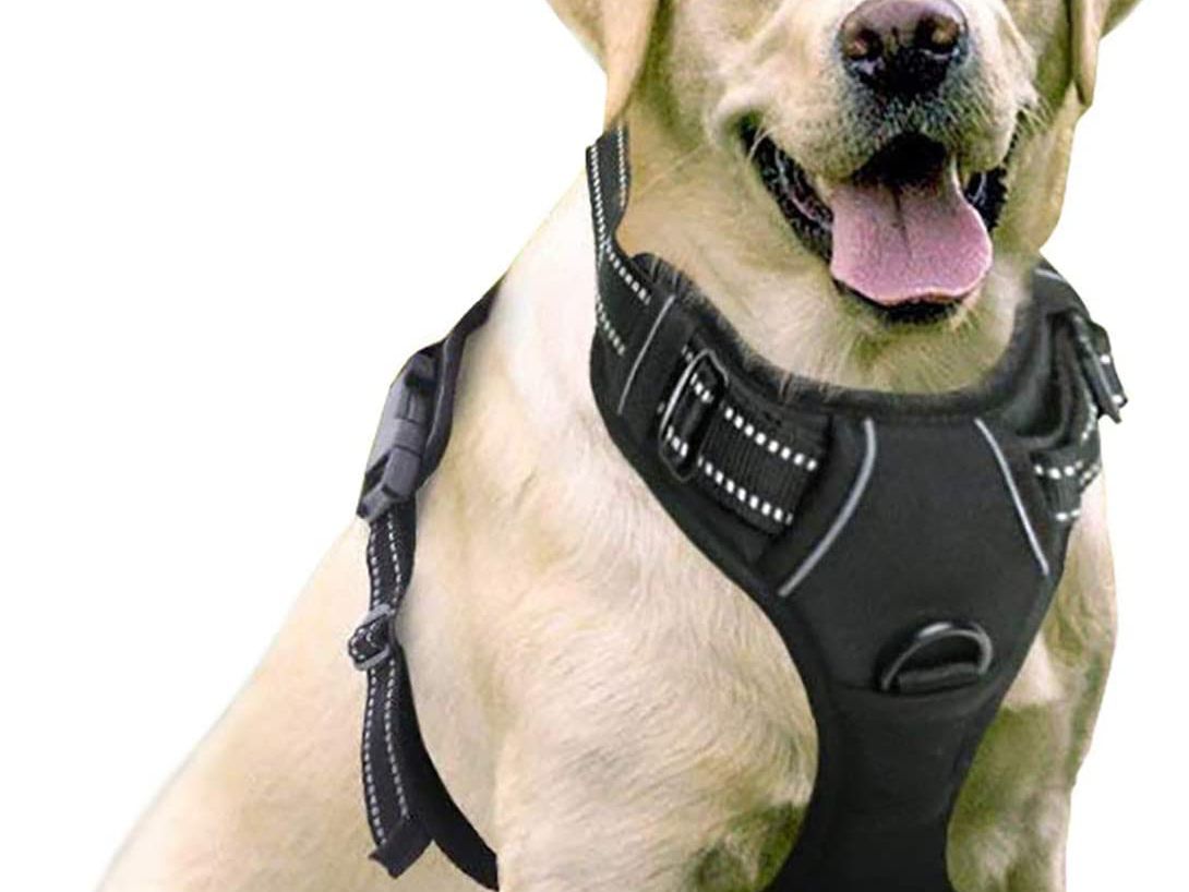 Detail Safety Stretch Dog Collars Nomer 55