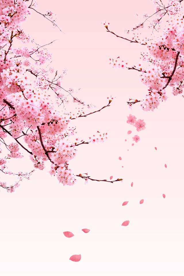 Detail Sakura Background Nomer 16