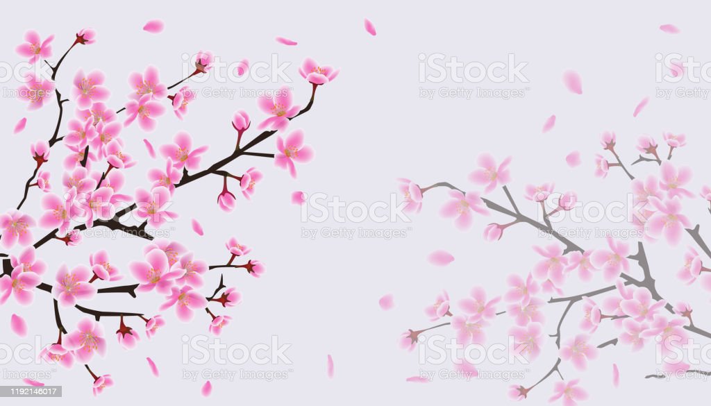 Detail Sakura Background Nomer 22