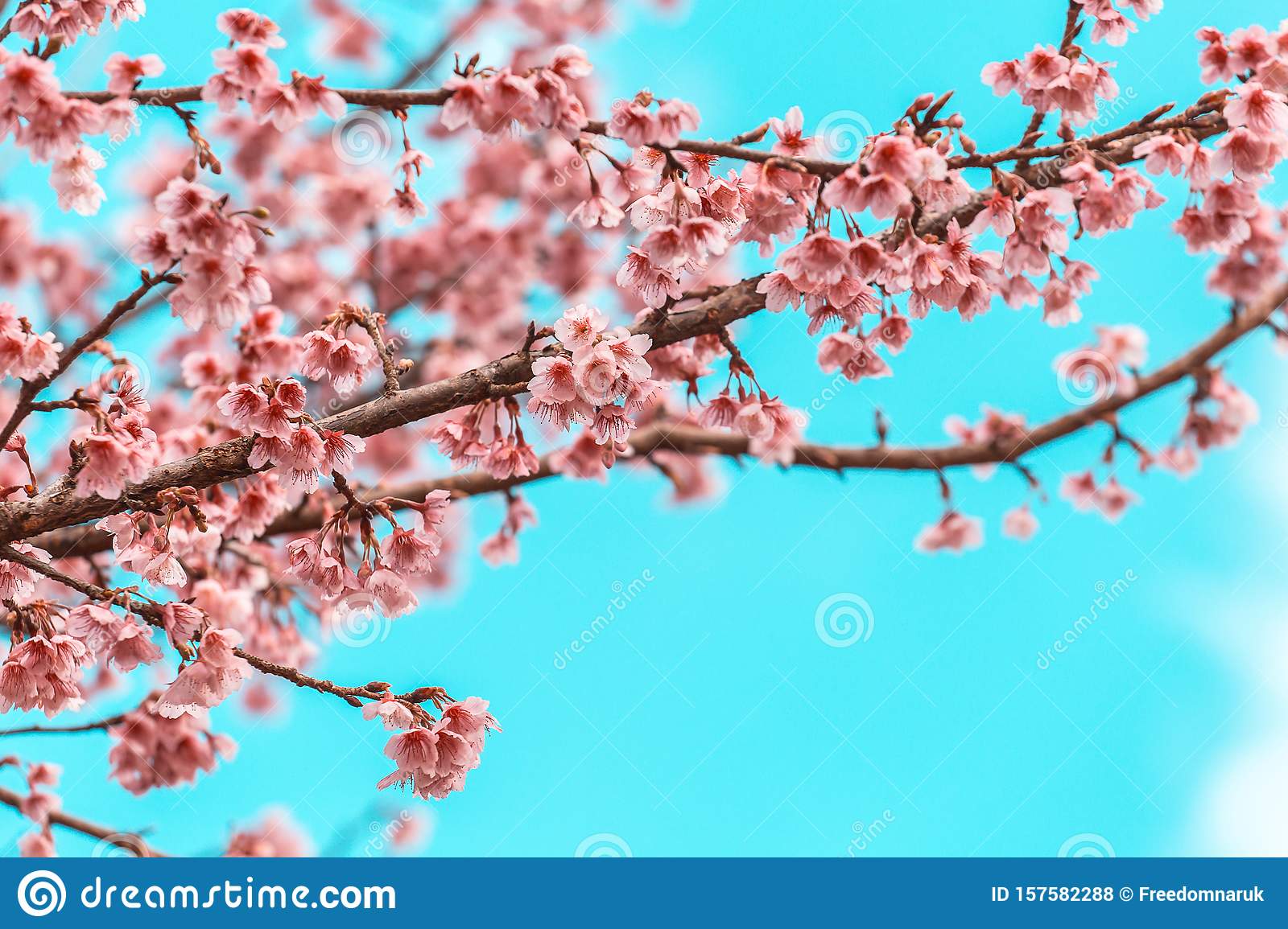 Detail Sakura Background Nomer 53