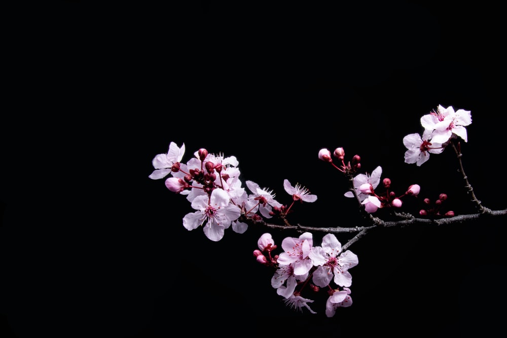 Detail Sakura Background Hd Nomer 35