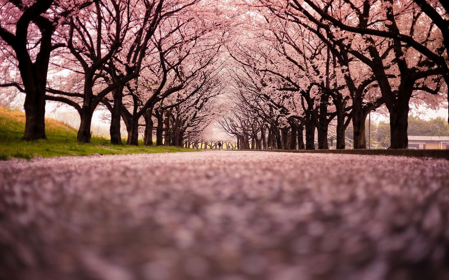 Detail Sakura Background Hd Nomer 37