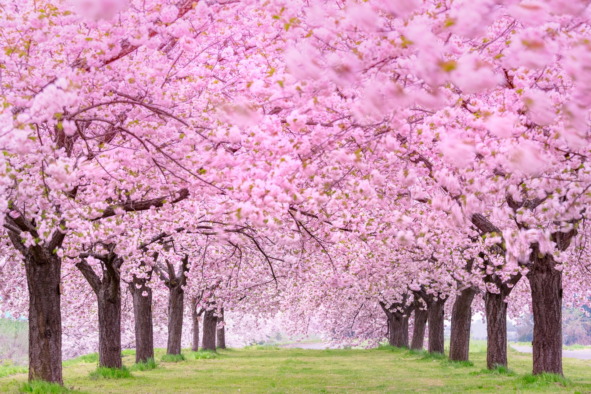 Detail Sakura Background Hd Nomer 45