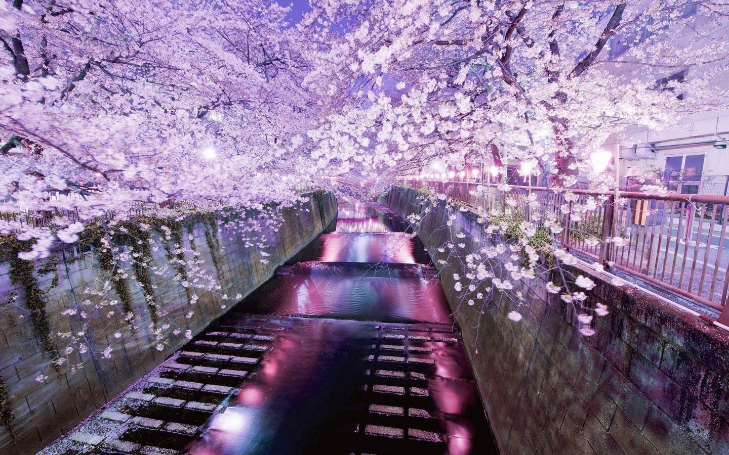 Detail Sakura Background Hd Nomer 46