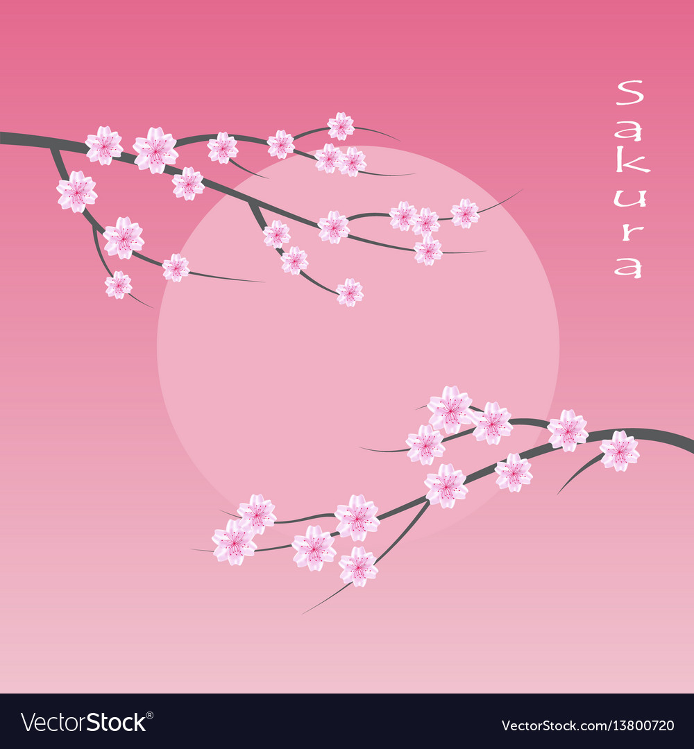 Sakura Background Vector - KibrisPDR