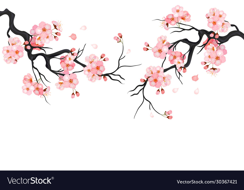 Detail Sakura Background Vector Nomer 19