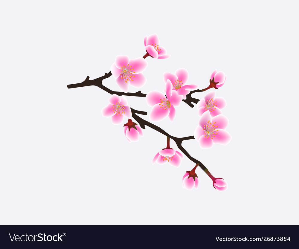 Detail Sakura Background Vector Nomer 32